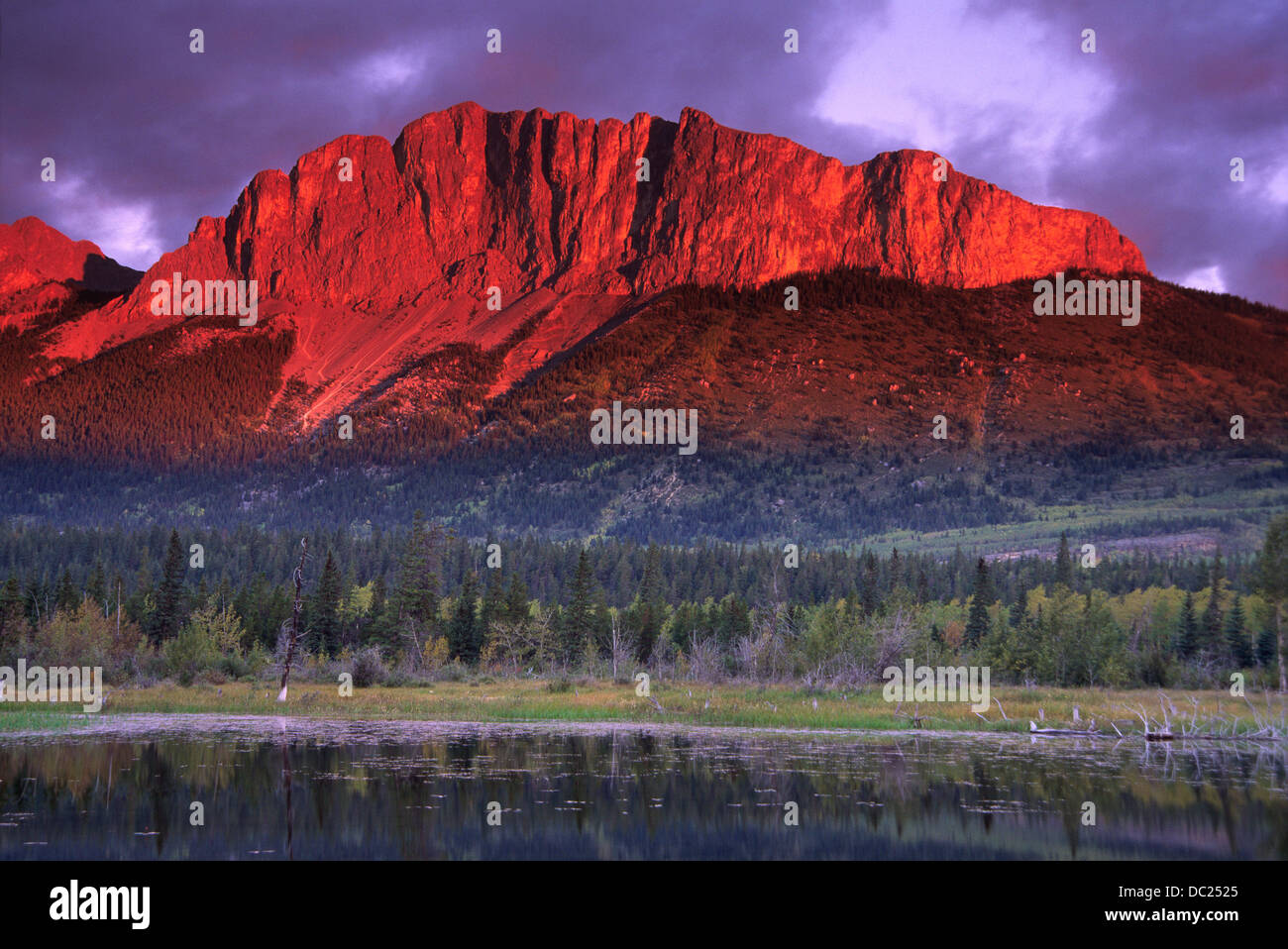 Alpenglow illumina il Monte Yamnuska. Situato sul lato orientale delle Montagne Rocciose Canadesi e vicino a Canmore e Exshaw. Foto Stock