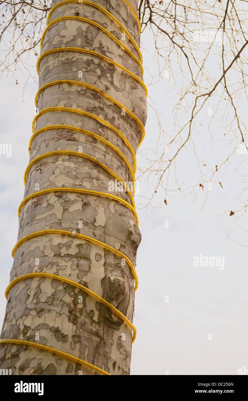Decorate albero piano tronco con illuminazione gialla tubo Foto Stock