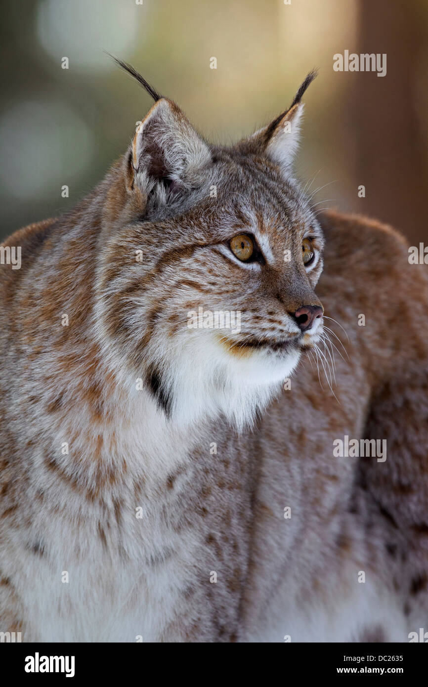 Close up della lince europea / Eurasiatica (Lynx Lynx lynx) che mostrano spesso la pelliccia invernale e ciuffi di capelli neri sulle orecchie Foto Stock