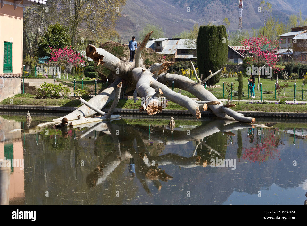 Visitatore salendo su un albero caduto vicino all'acqua dentro il Shalimar Garden a Srinagar, in uno dei canali di acqua Foto Stock