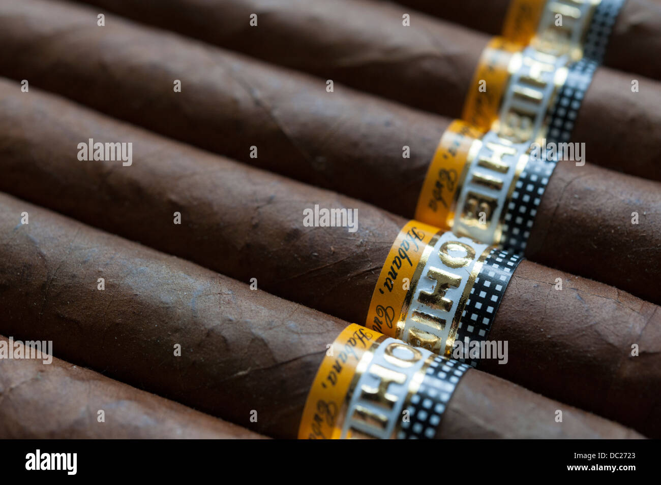 Cohiba esplendido sigari Avana da Cuba Foto Stock