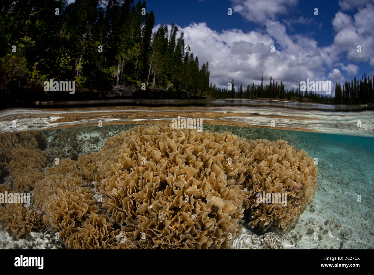 Colonie di corallo che cresce in laguna, Pavona sp., Isole della Lealtà, Nuova Caledonia Foto Stock