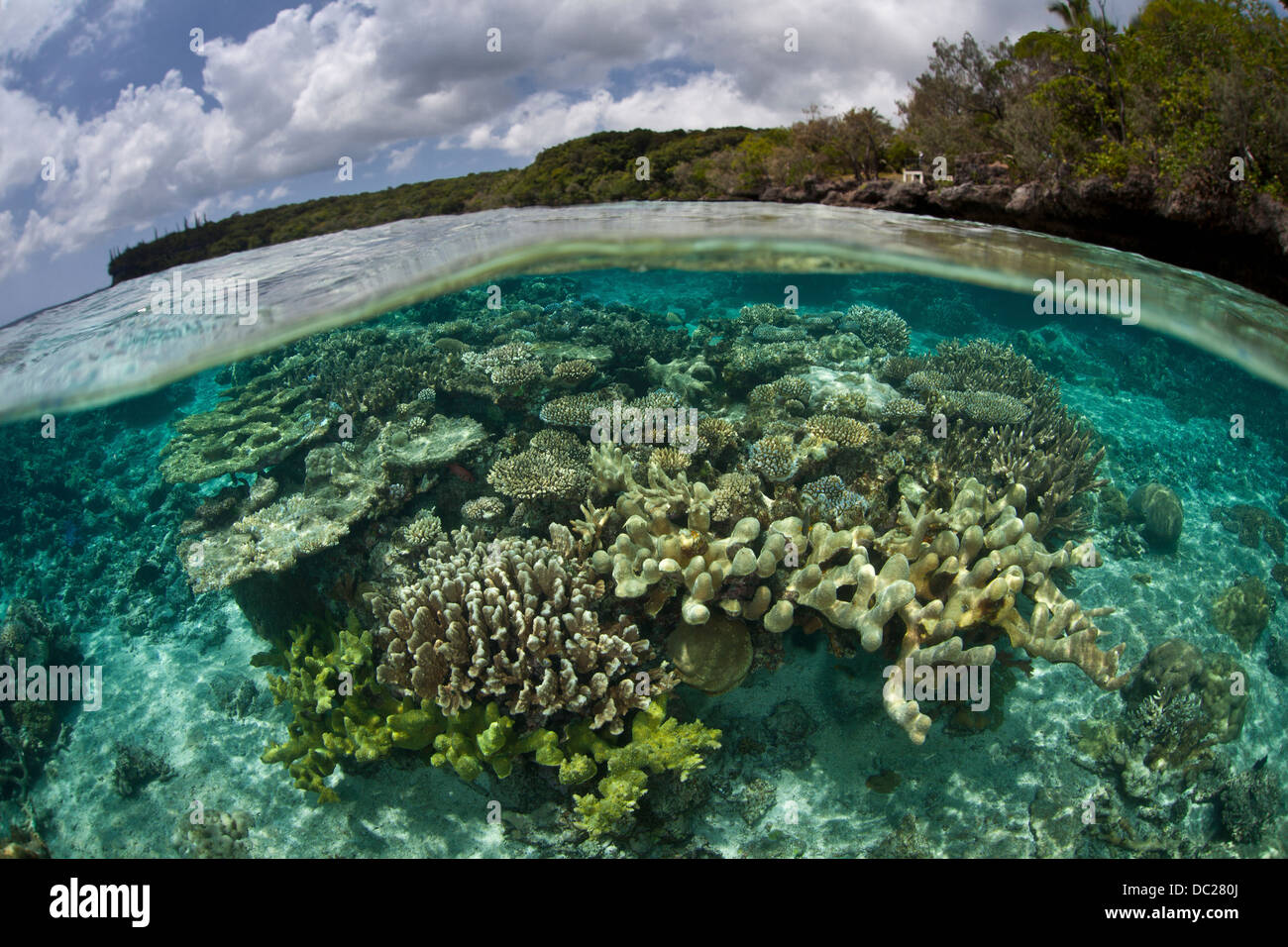 Coralli duri sulla cima della scogliera, Acropora sp., Isole della Lealtà, Nuova Caledonia Foto Stock