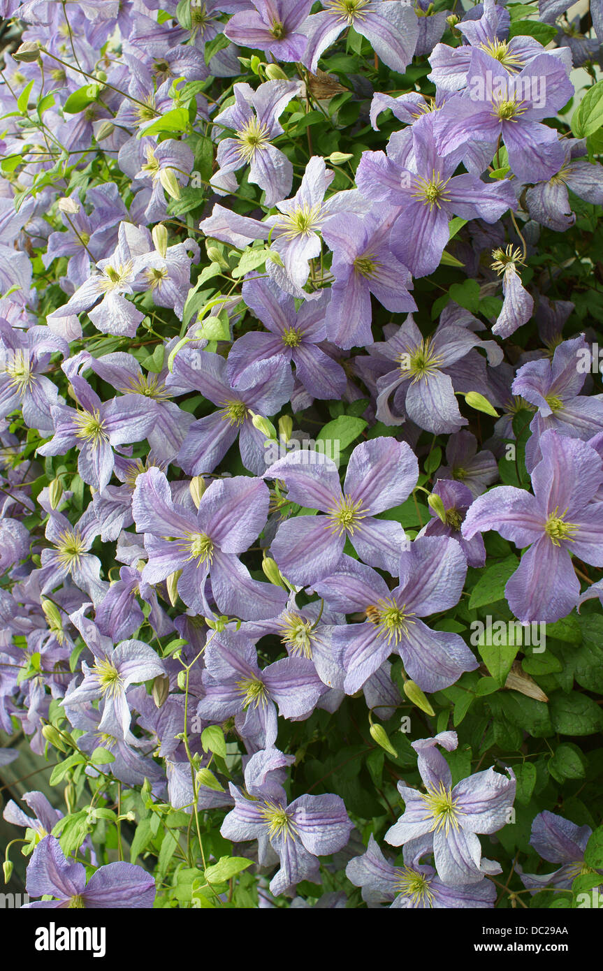 Viola chiaro clematis fiori Foto Stock
