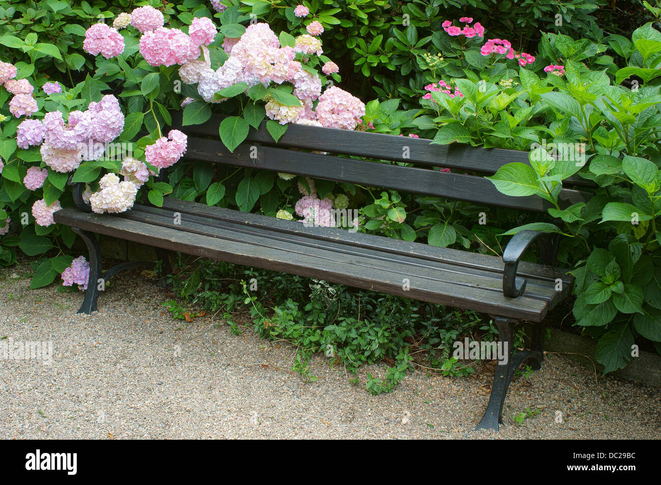 Una panchina nel parco incolto da hydrangea blossom Foto Stock
