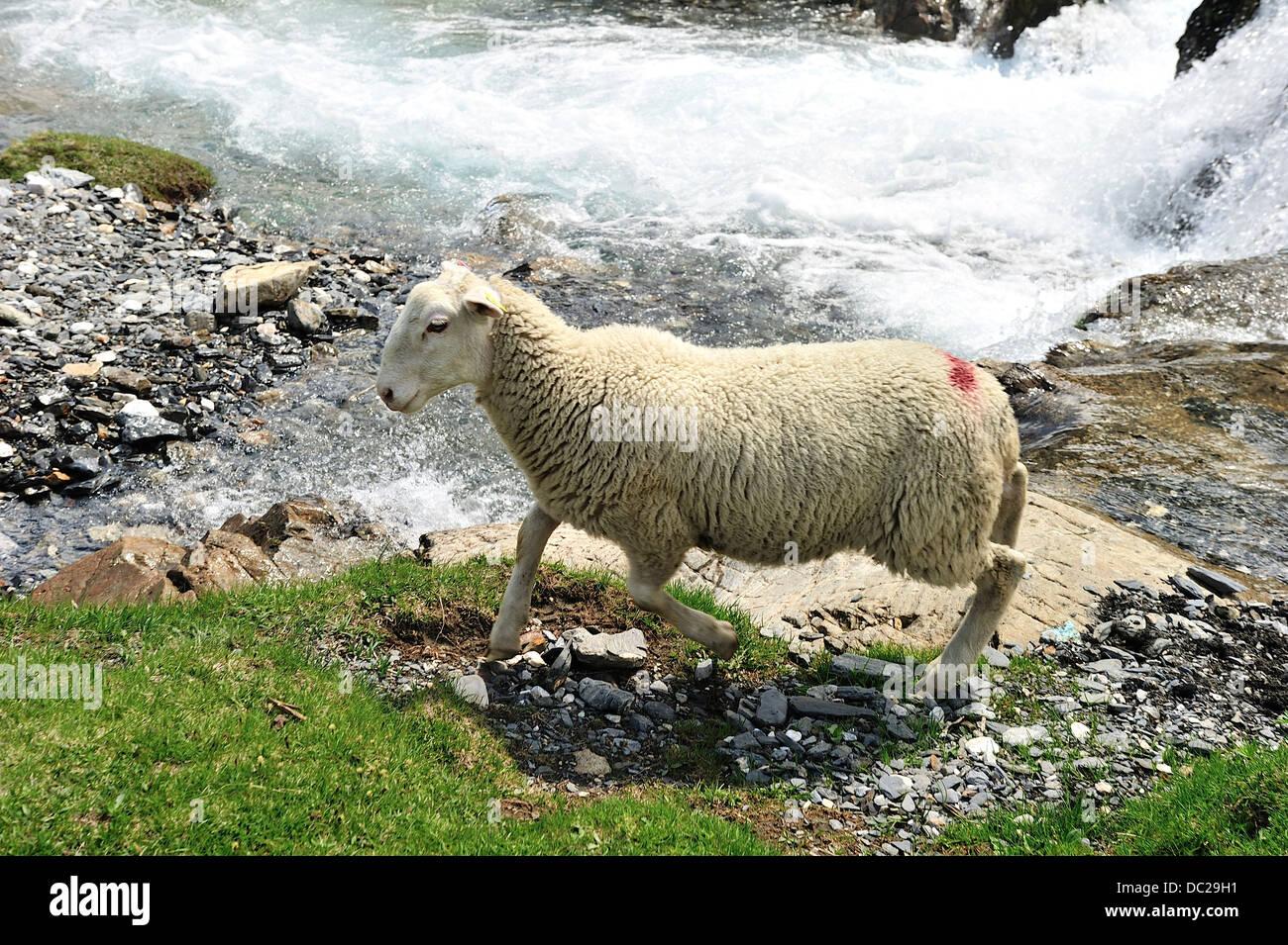 Pecore in prossimità dell'acqua nei Pirenei, Francia Foto Stock