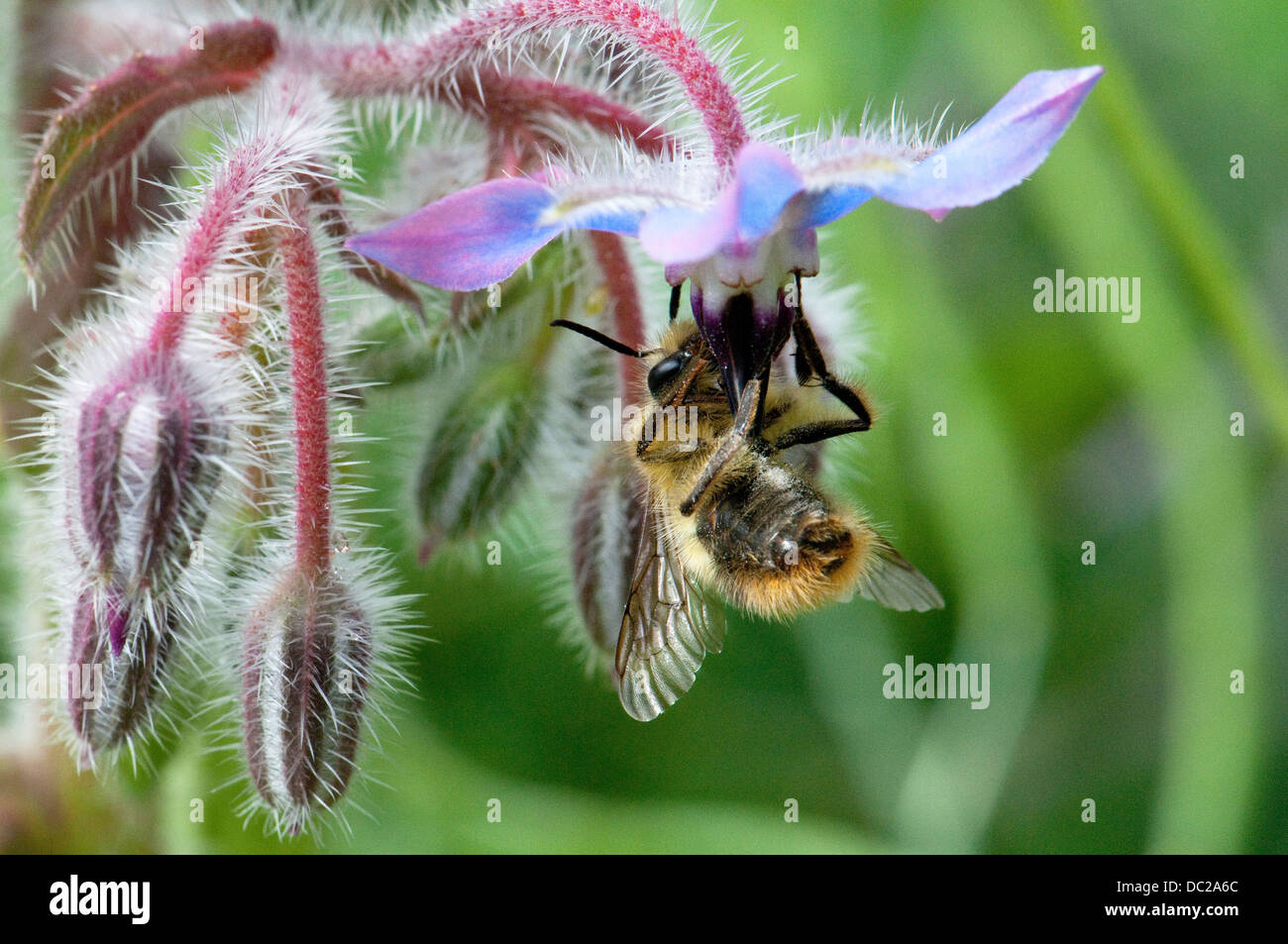 Close-up di capovolto ape su fiore. Foto Stock