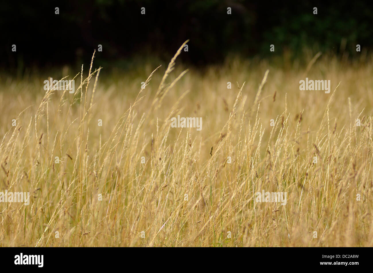 Lungo il giallo ocra erba in un campo in Bristol England Regno Unito con uno sfondo scuro Foto Stock