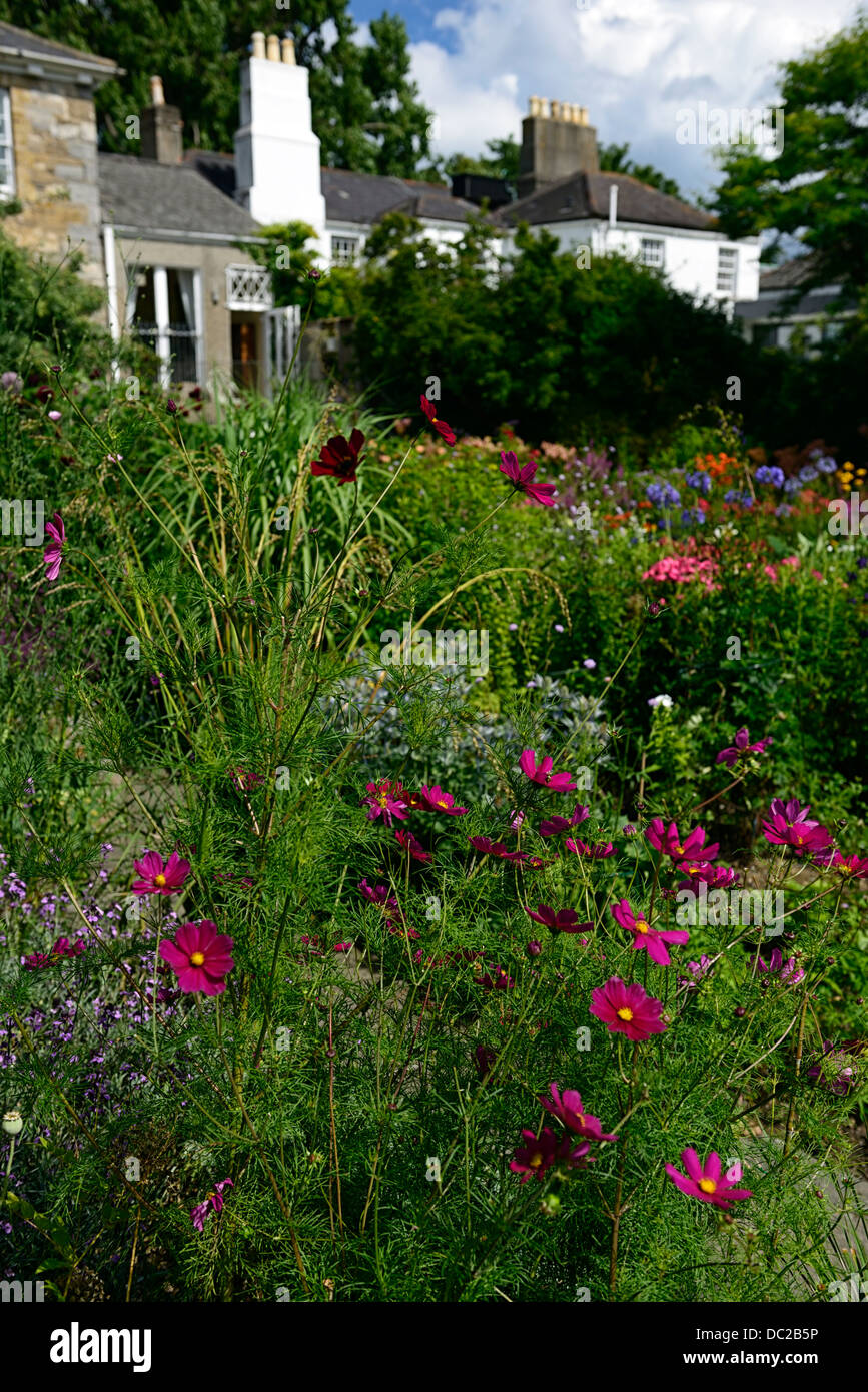 Porpora, cosmo, lussureggiante, impianto, schema, viola, cosmo, giardino, lussureggiante, impianto, schema, RM, Floral Foto Stock