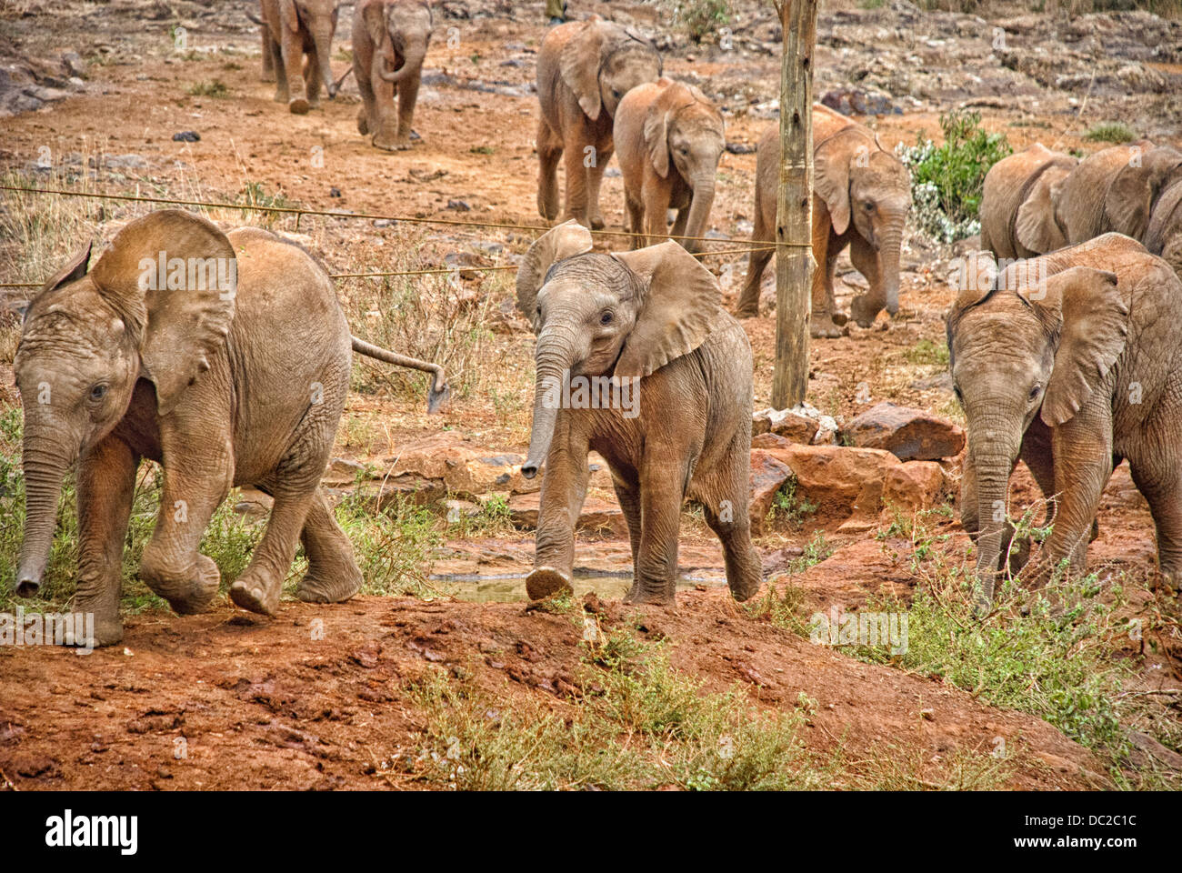 Salvato orphan Elephant vitelli provenienti per incontrare il pubblico al Sheldrick l'Orfanotrofio degli Elefanti, Nairobi, Kenya, Africa Foto Stock