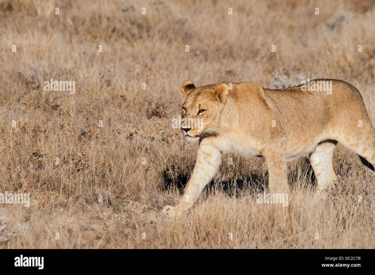 Giovane africano Leonessa, Panthera leo, passeggiate nel parco nazionale Etosha, Namibia, Africa occidentale Foto Stock