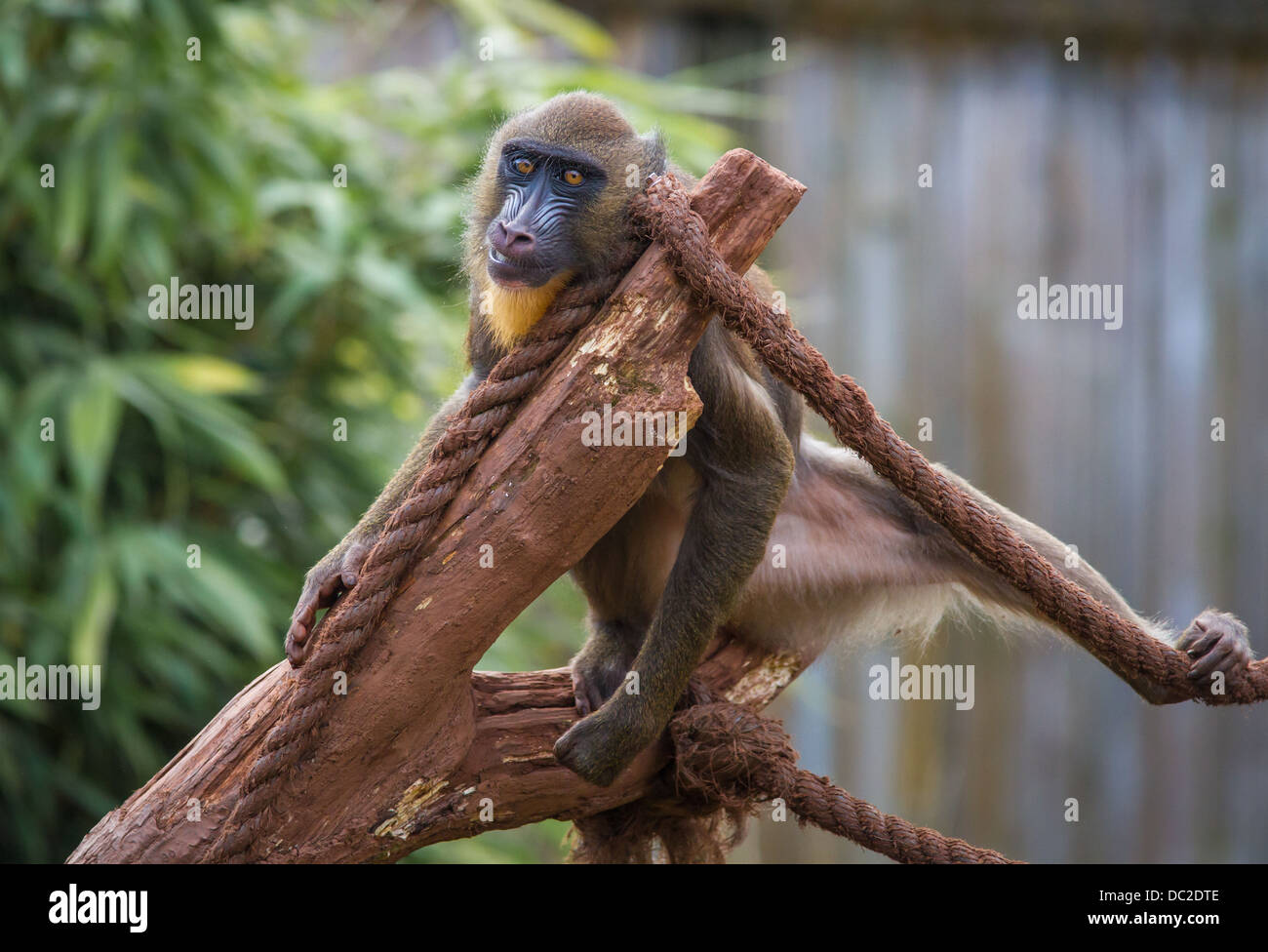 Una scimmia Mandrill (Mandrillus sphinx) sat in un albero con la corda in cattività a South Lakes Wild Animal Park. Foto Stock
