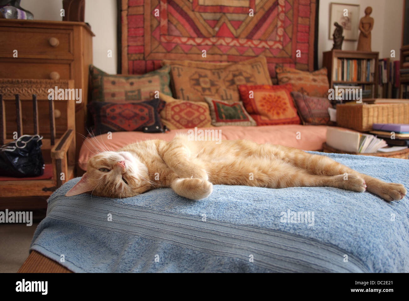 Comodo lussuoso ginger gatto di casa dorme Foto Stock