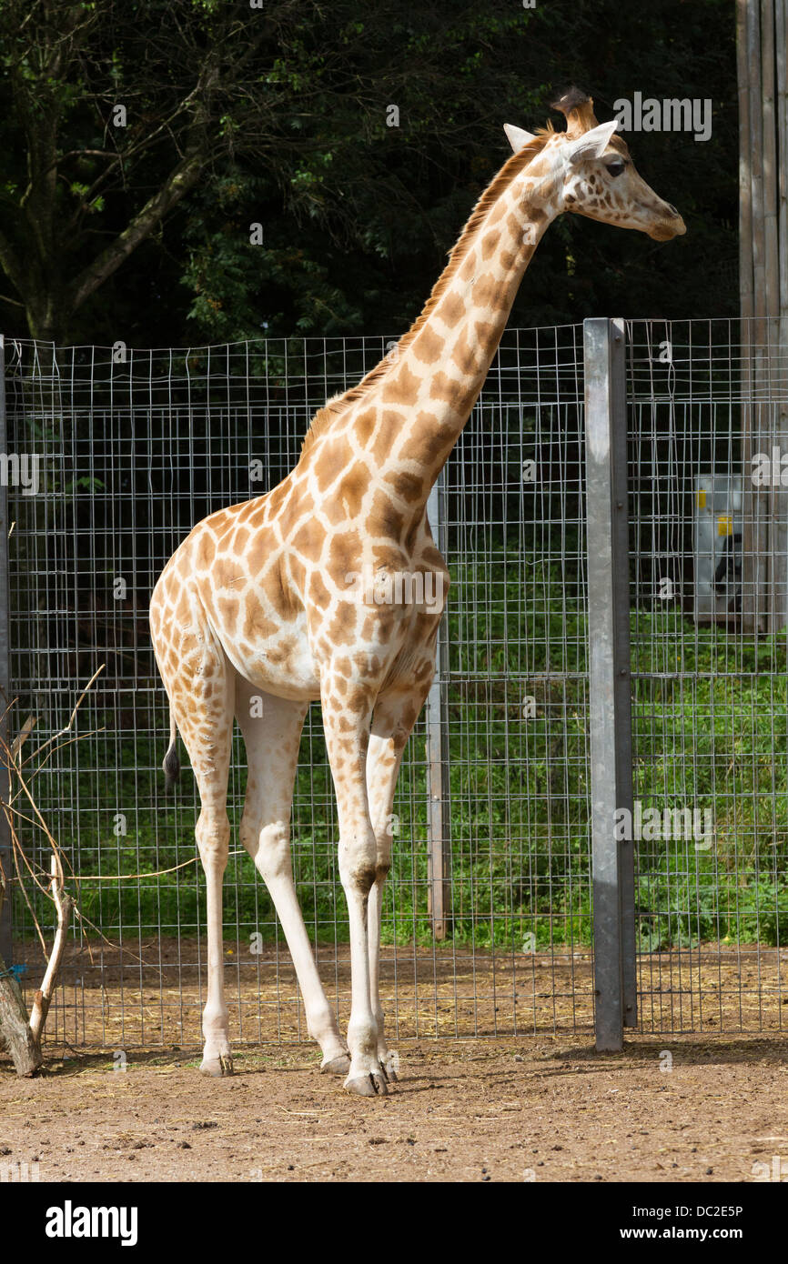 Giraffa presso South Lakes Wild Animal Park di Dalton in Furness, Cumbria. Foto Stock