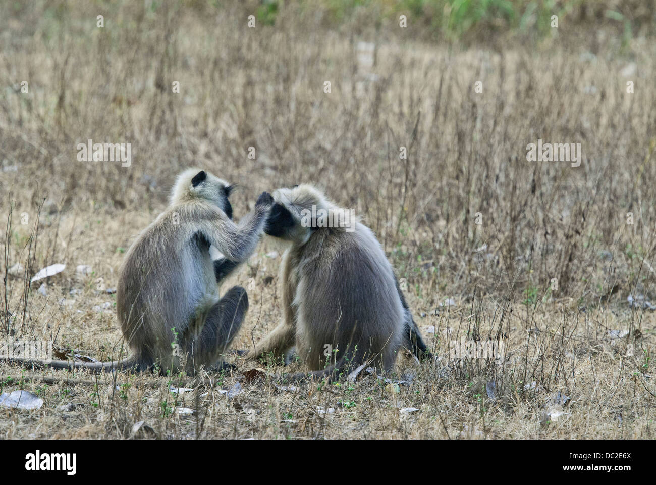 Nero-fronte scimmie Langur impegnato nel sociale in grooming Bandhavgarh National Park, India Foto Stock