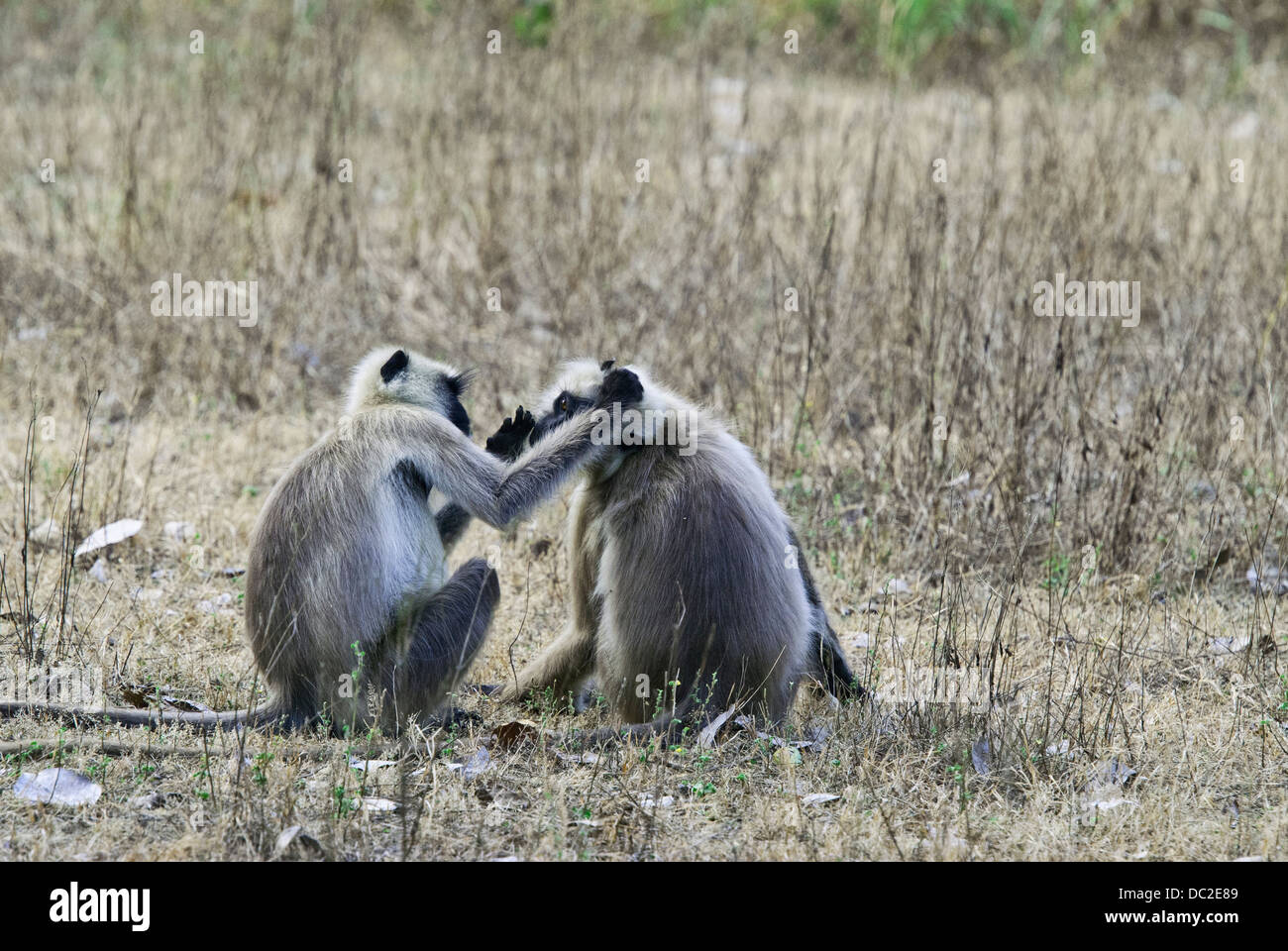 Nero-fronte scimmie Langur impegnato nel sociale in grooming Bandhavgarh National Park, India Foto Stock