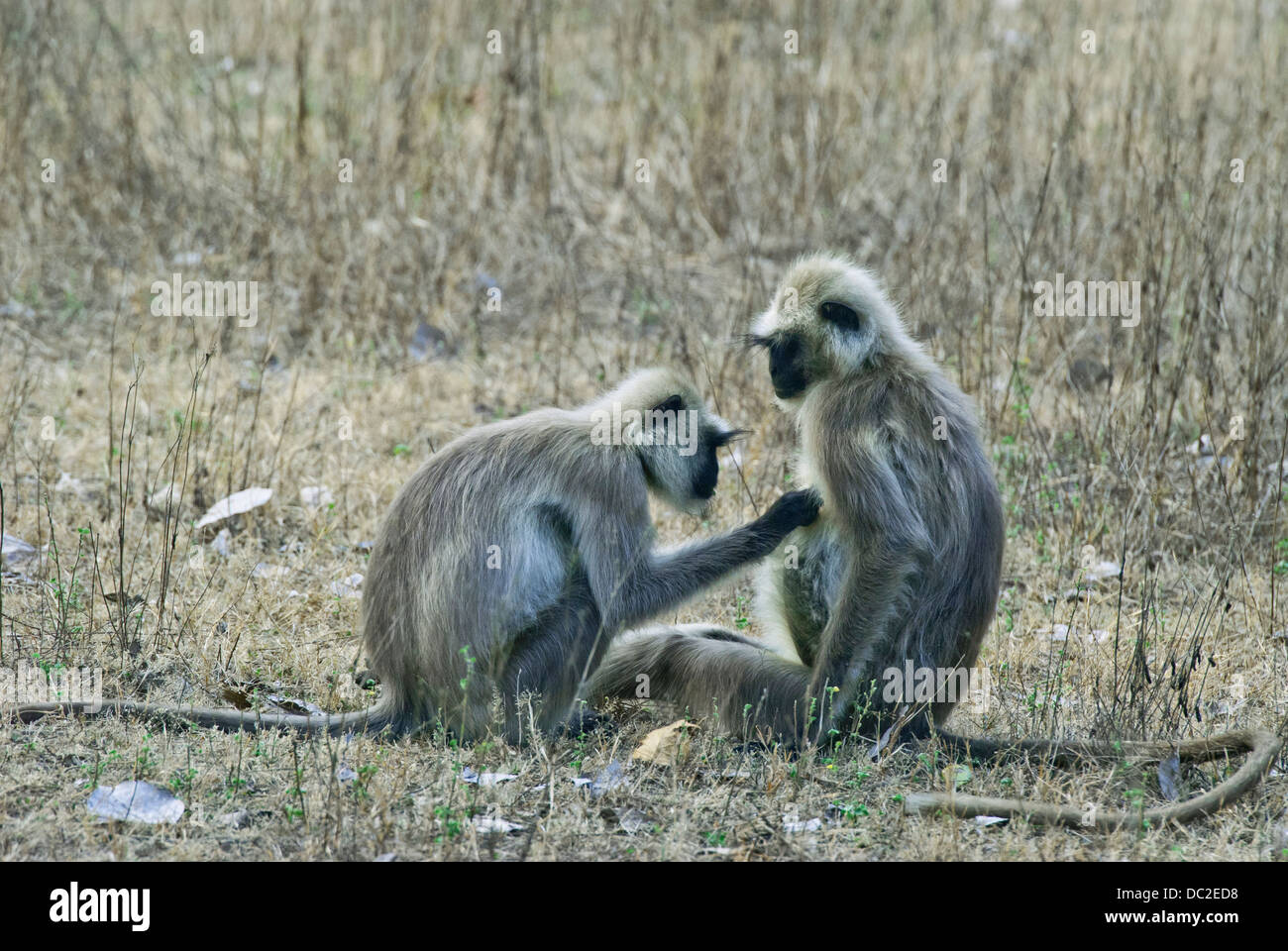Nero-fronte scimmie Langur impegnato nel sociale in grooming Bandhavgarh National Park, India Foto Stock