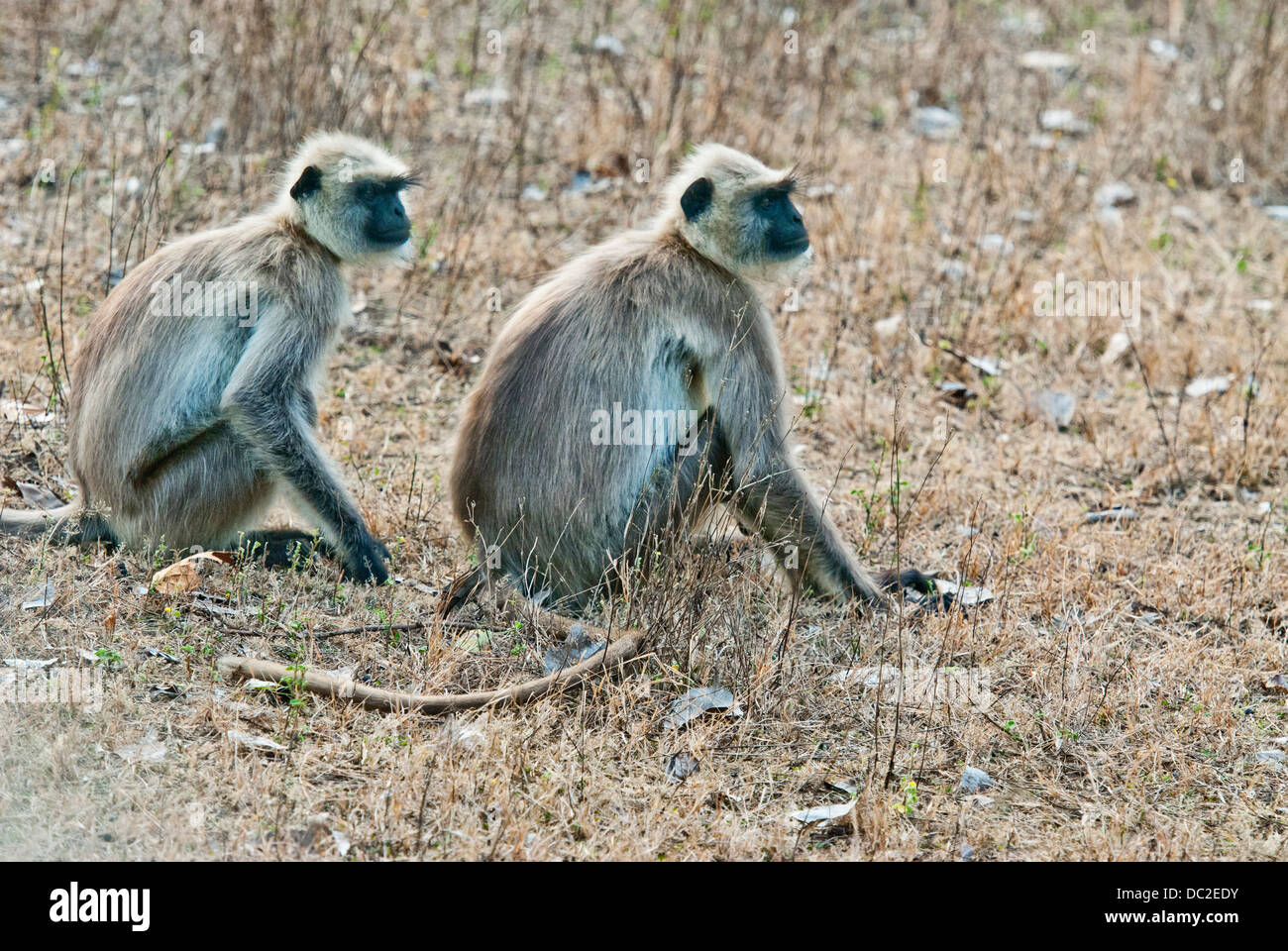 Nero-di fronte Langur scimmie in Bandhavgarh National Park, India Foto Stock