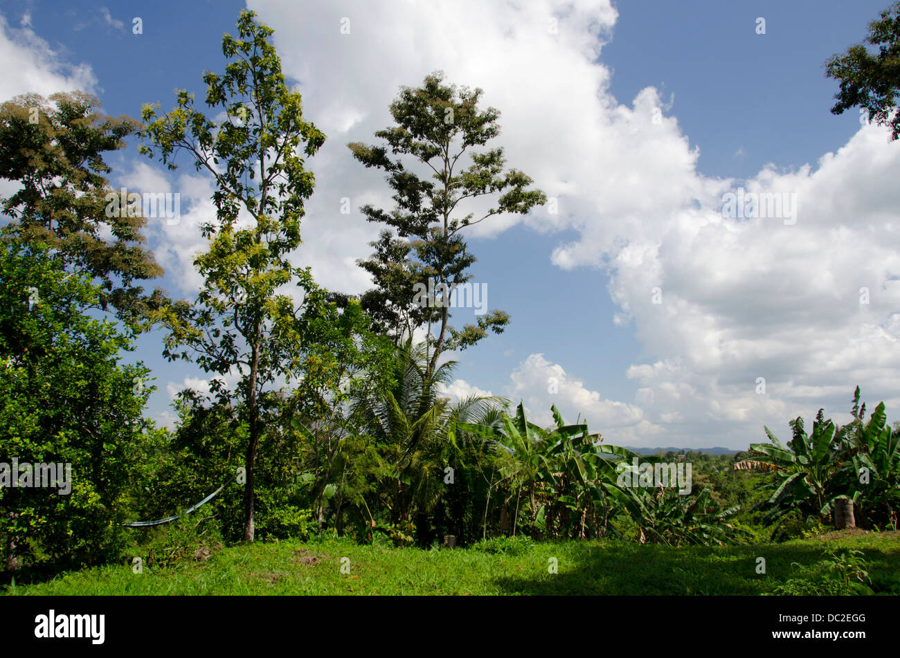 Belize, Punta Gorda, Agouti fattoria di cacao. Highland foresta tropicale habitat. Foto Stock