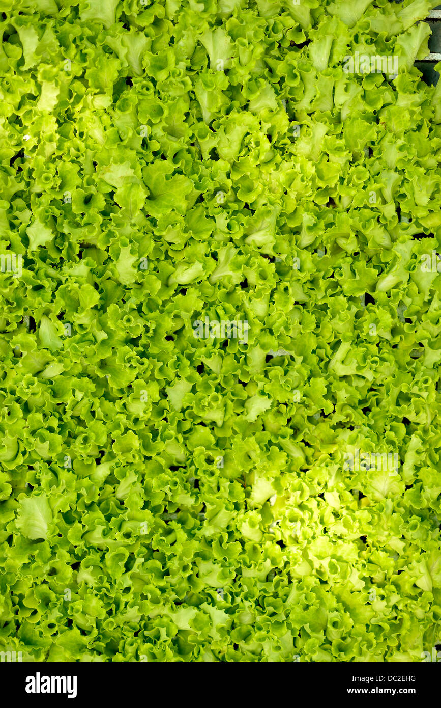 Lattuga Foto Stock