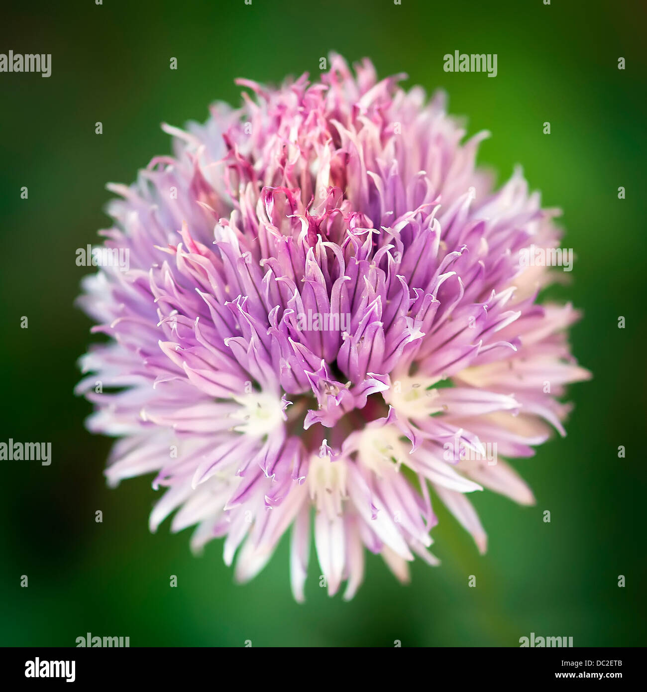 Fiore di erba cipollina Foto Stock