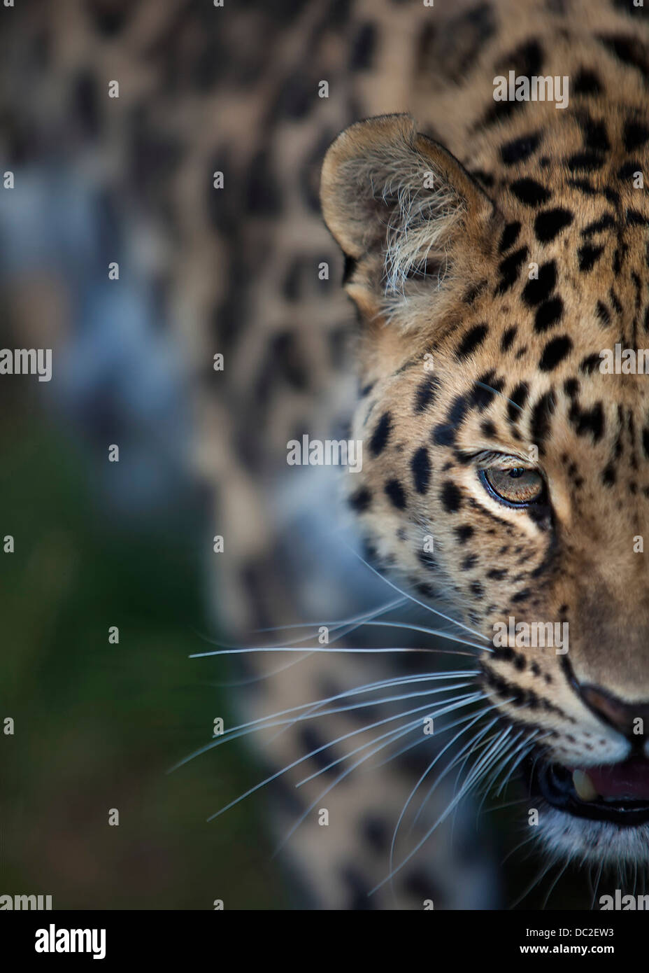 Leopardo Foto Stock