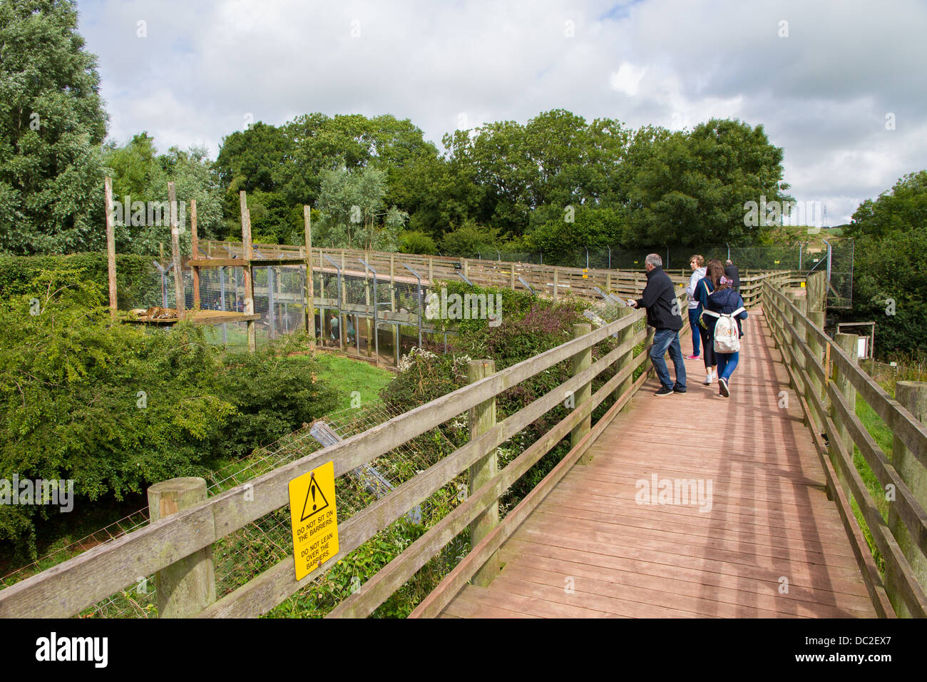 Per i visitatori in cerca in, la tigre di Amur involucro a South Lakes Wild Animal Park, Cumbria. Foto Stock