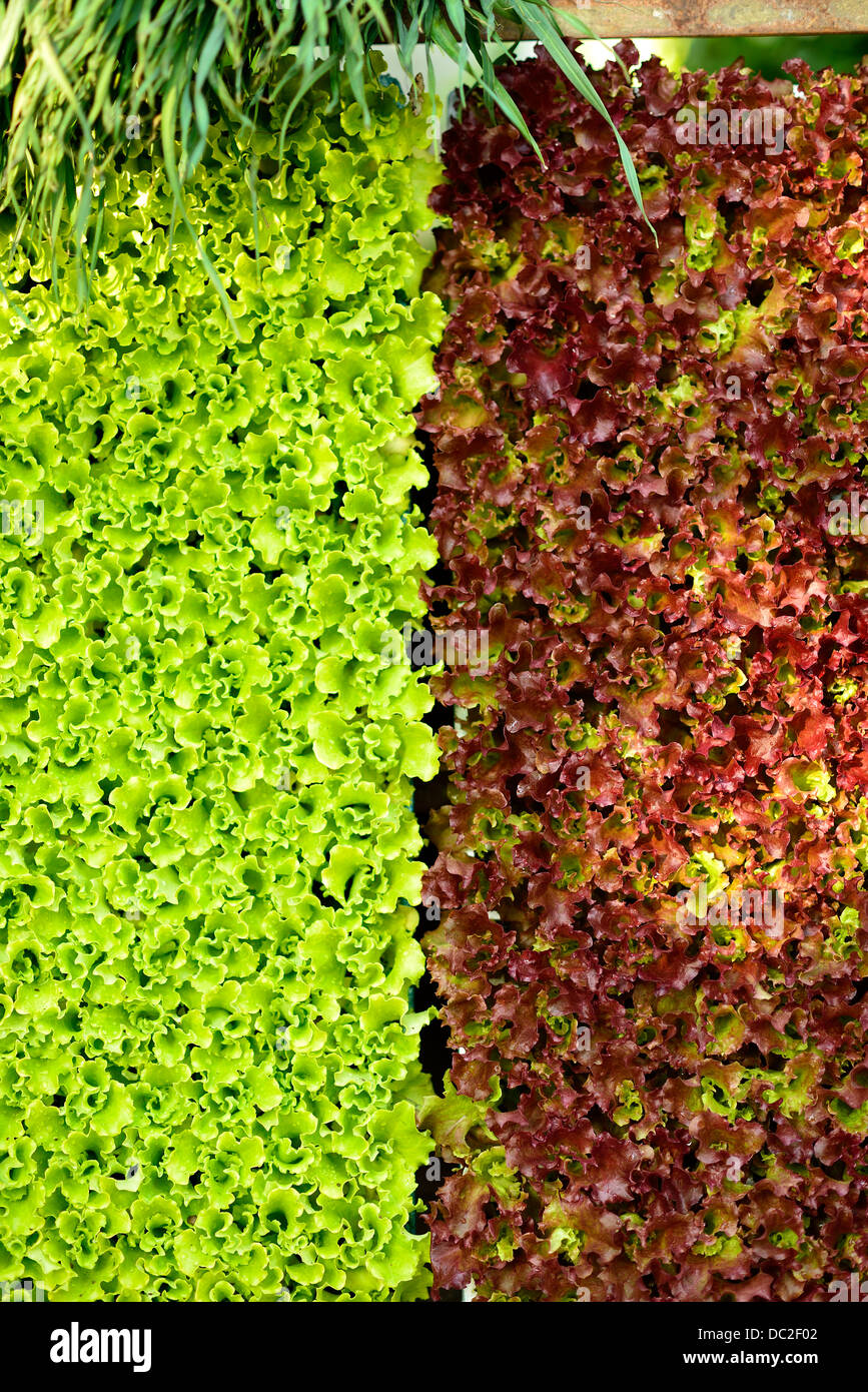 Lattuga Foto Stock