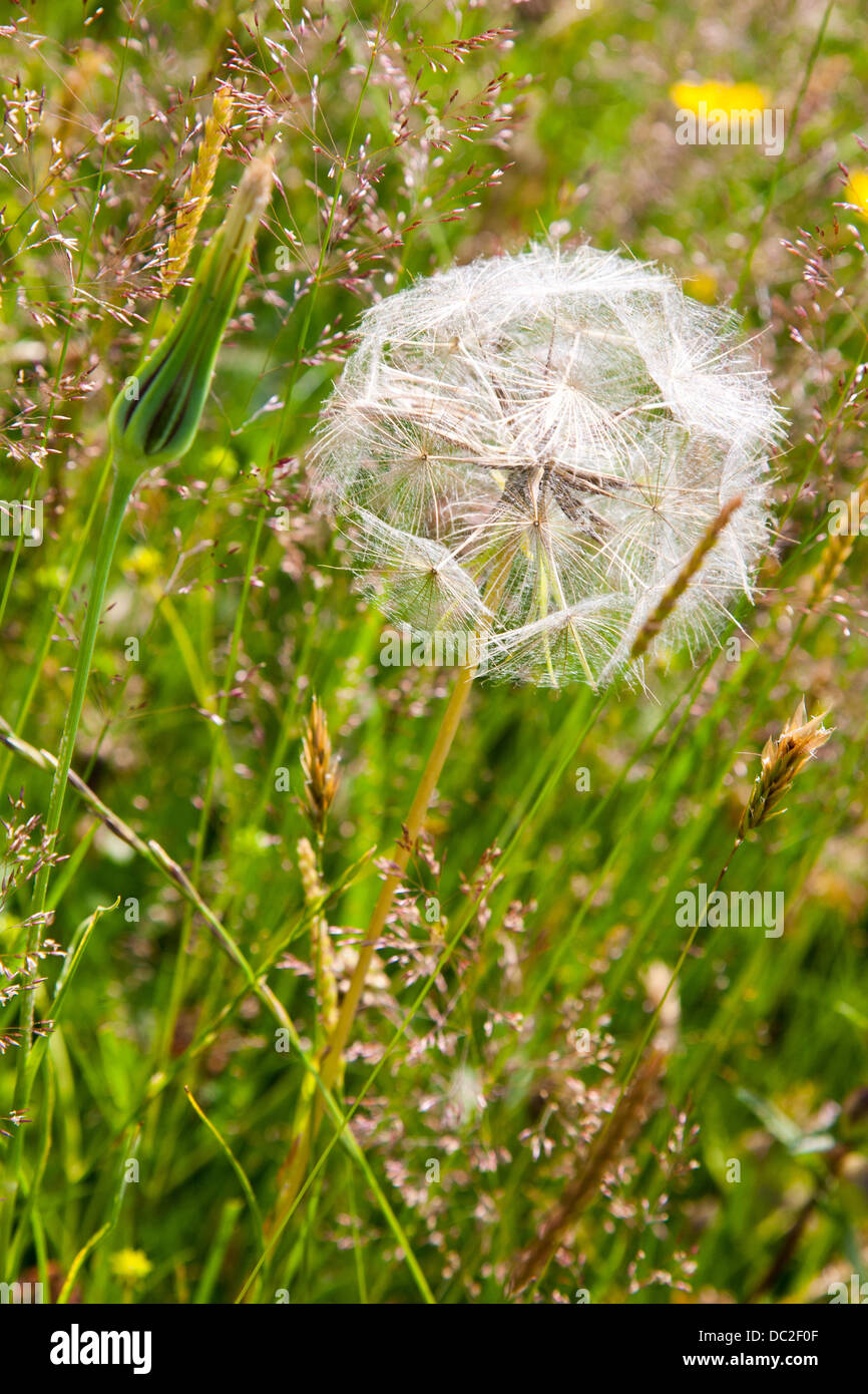 Testa di seme di capra-barba, Tragopogon pratensis, Daisy family Foto Stock