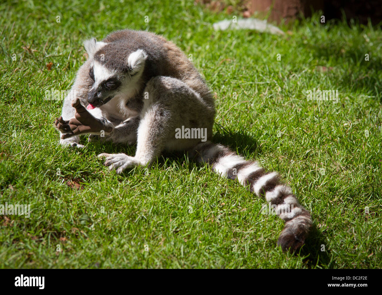 Un anello Tailed Lemur (Lemur catta) sat sull'erba avente un lavaggio Foto Stock