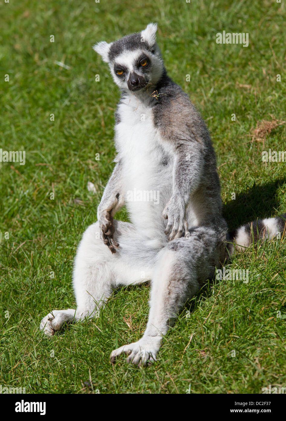 Un anello Tailed Lemur (Lemur catta) sat sull'erba. Foto Stock