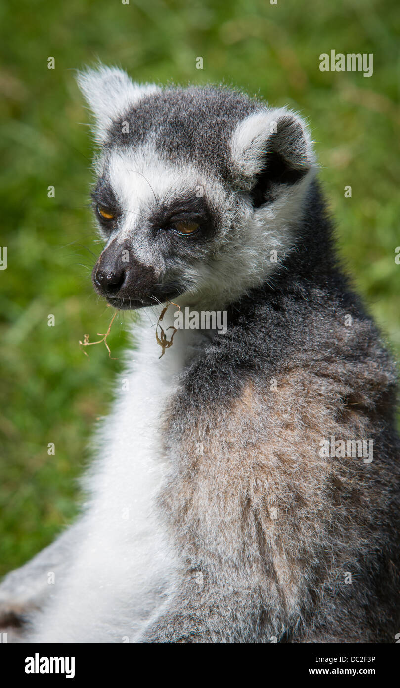 Un anello Tailed Lemur (Lemur catta) sat sull'erba. Foto Stock
