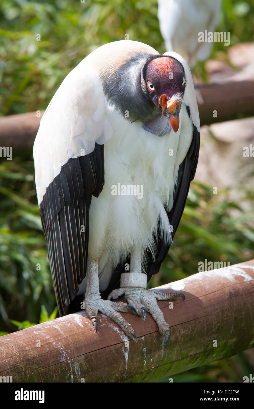 Un King Vulture (Sarcoramphus papa) a south Lakes Wild Animal Park Foto Stock