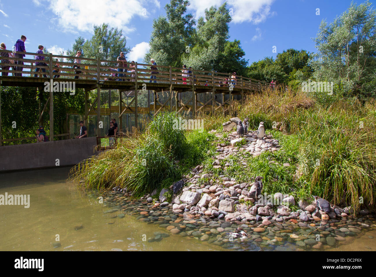 Il contenitore penguinn a South Lakes Wild Animal Park in Cumbria Foto Stock