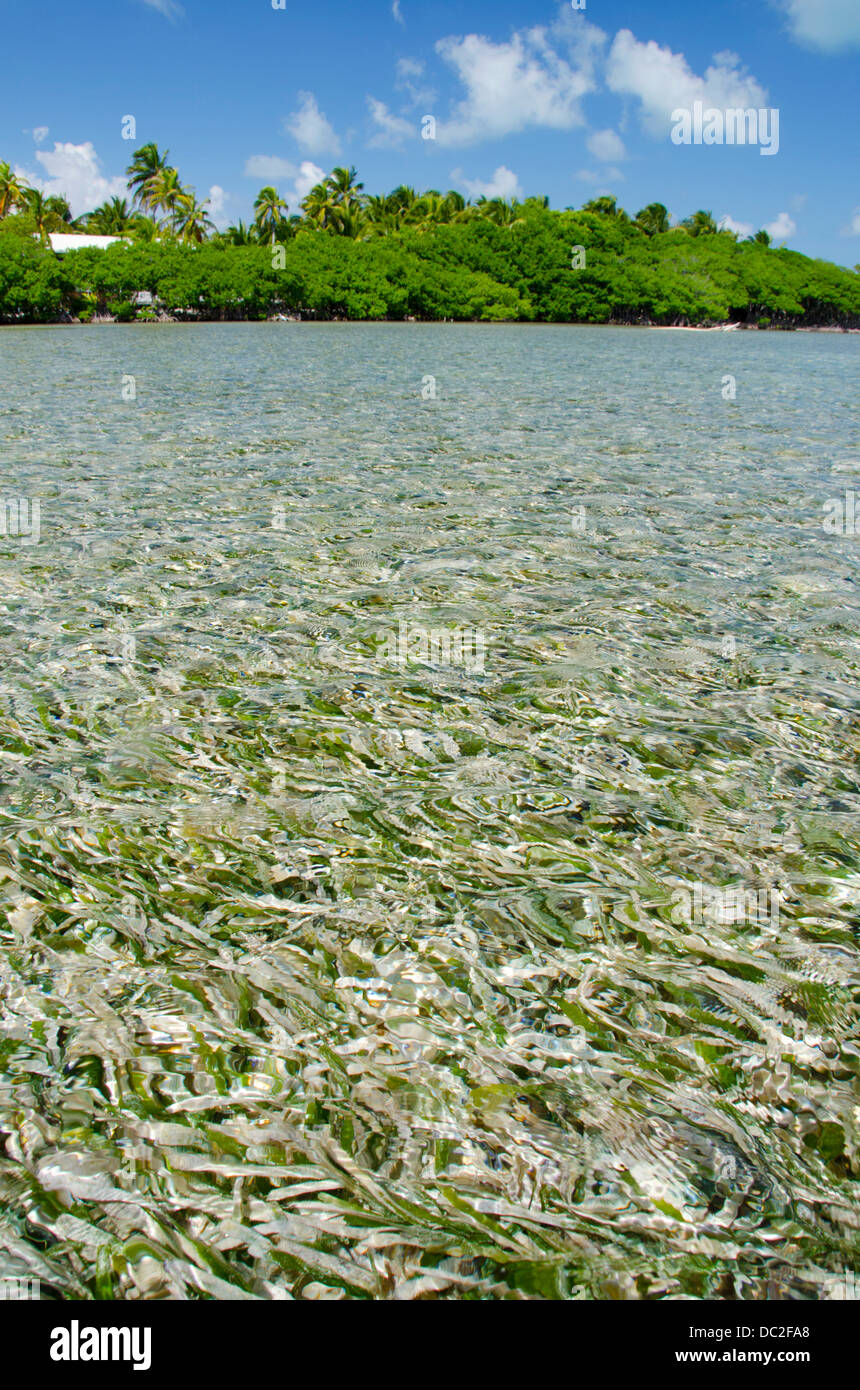 Belize, Stann Creek, Southwater Cay. Erba di mare letti off la limpida acqua costa di Southwater Cay. UNESCO. Foto Stock