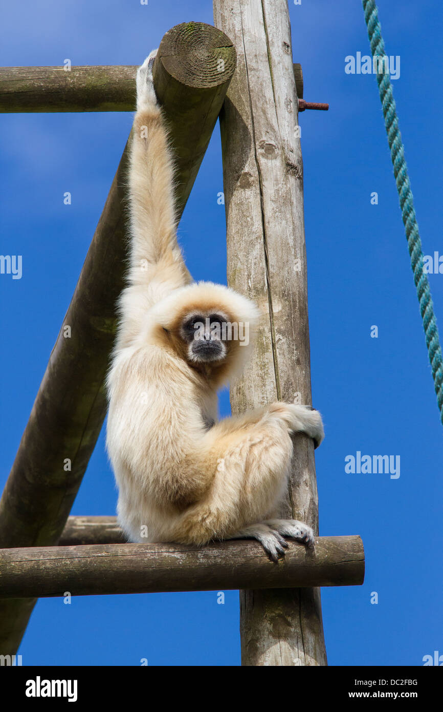 Mano bianca gibbone o Lar gibbone salendo a South Lakes Wild Animal Park Foto Stock