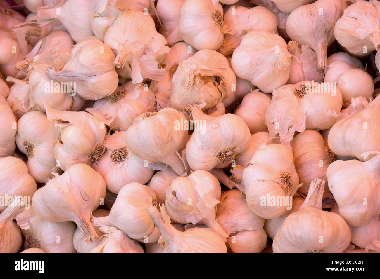 Uno sfondo di aglio rosa capi Foto Stock