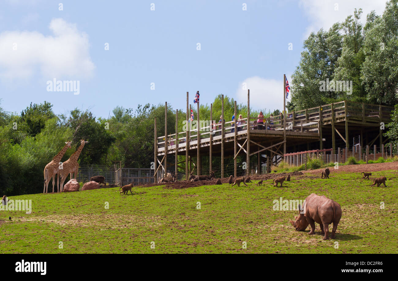 Le giraffe nel contenitore a South Lakes Wild Animal Park con le piattaforme di visualizzazione per gli ospiti Foto Stock