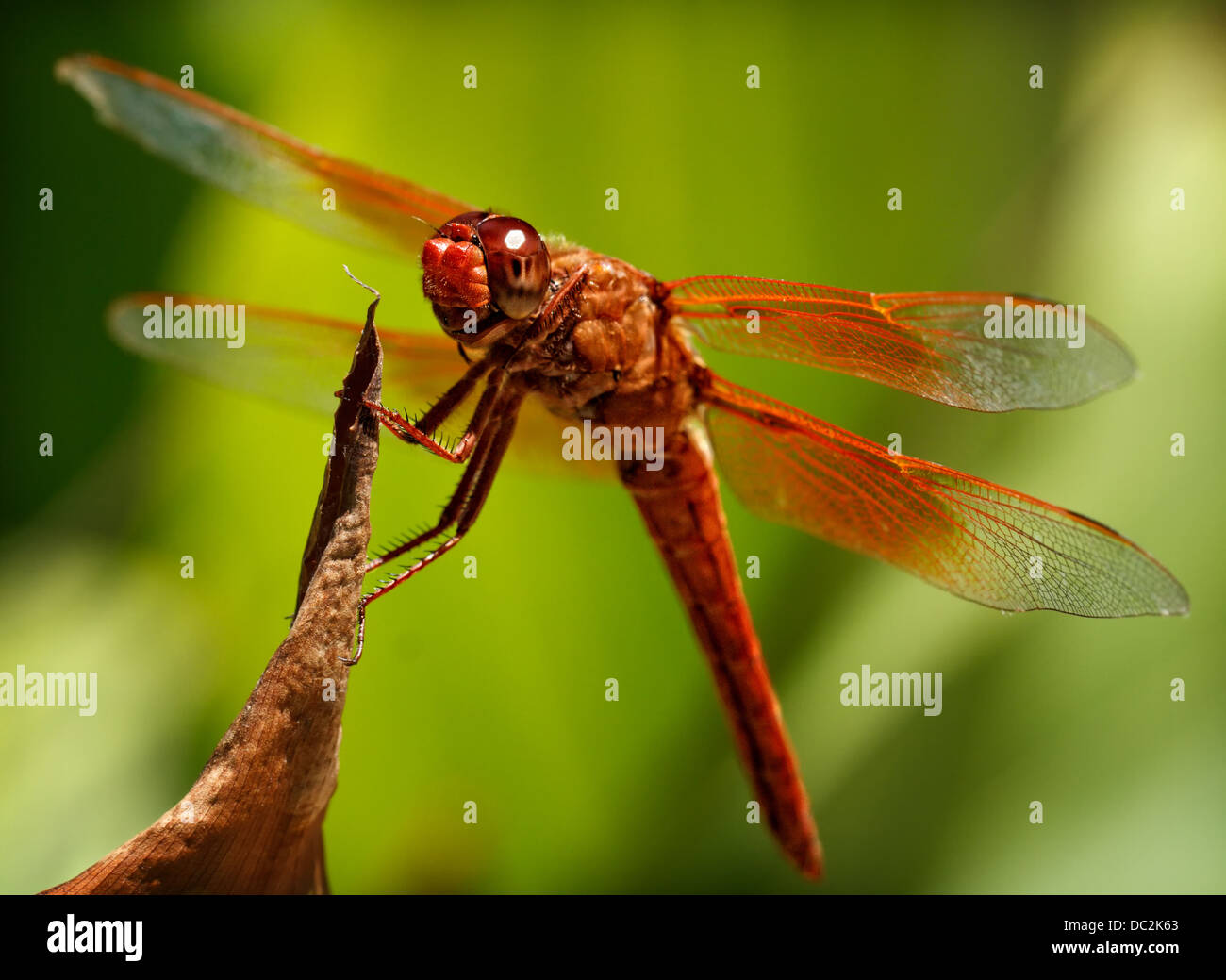 Una macro immagine stock di un arancione dragonfly. Foto Stock