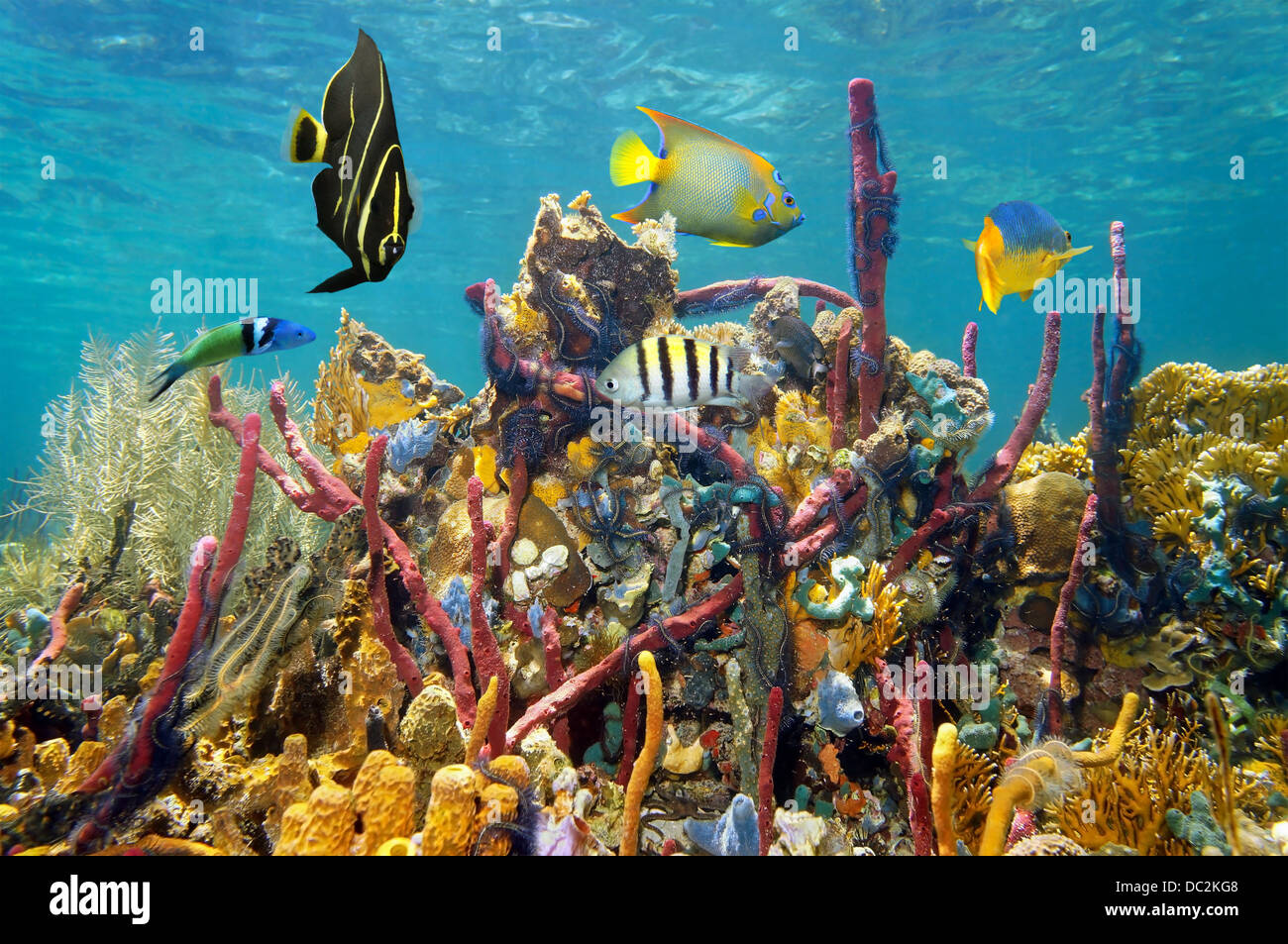 Colori della vita marina subacquea in una barriera corallina, Mar dei Caraibi Foto Stock
