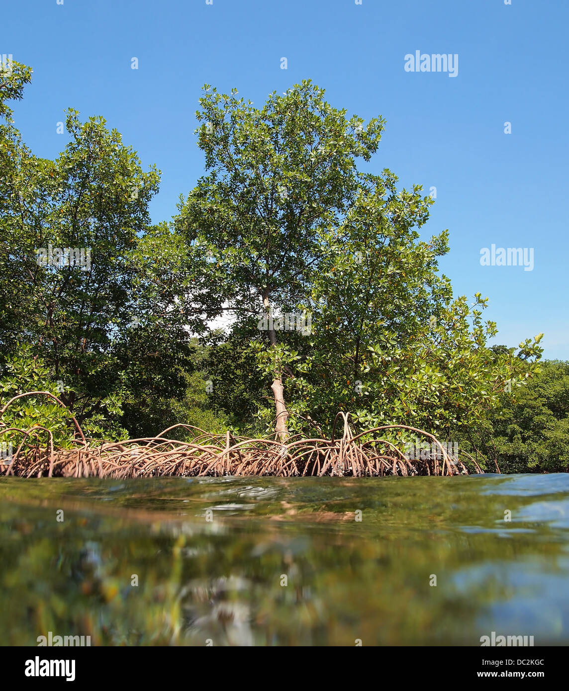Alberi di mangrovia vista dalla superficie dell'acqua, Bocas del Toro,mare dei Caraibi, Panama Foto Stock