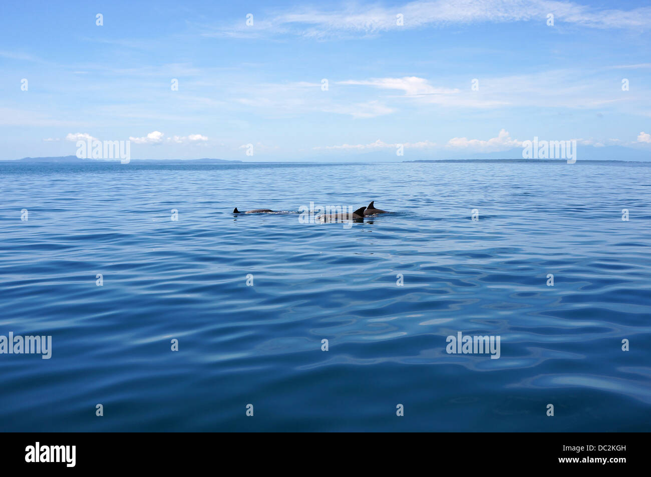 I delfini nuotare nel mare calmo, Bocas del Toro, Caraibi, Panama Foto Stock