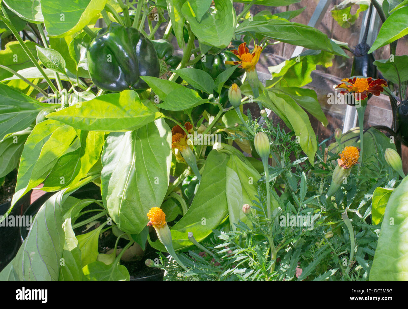 Compagno di piantare le calendule e peperoni dolci all'interno di serra Foto Stock
