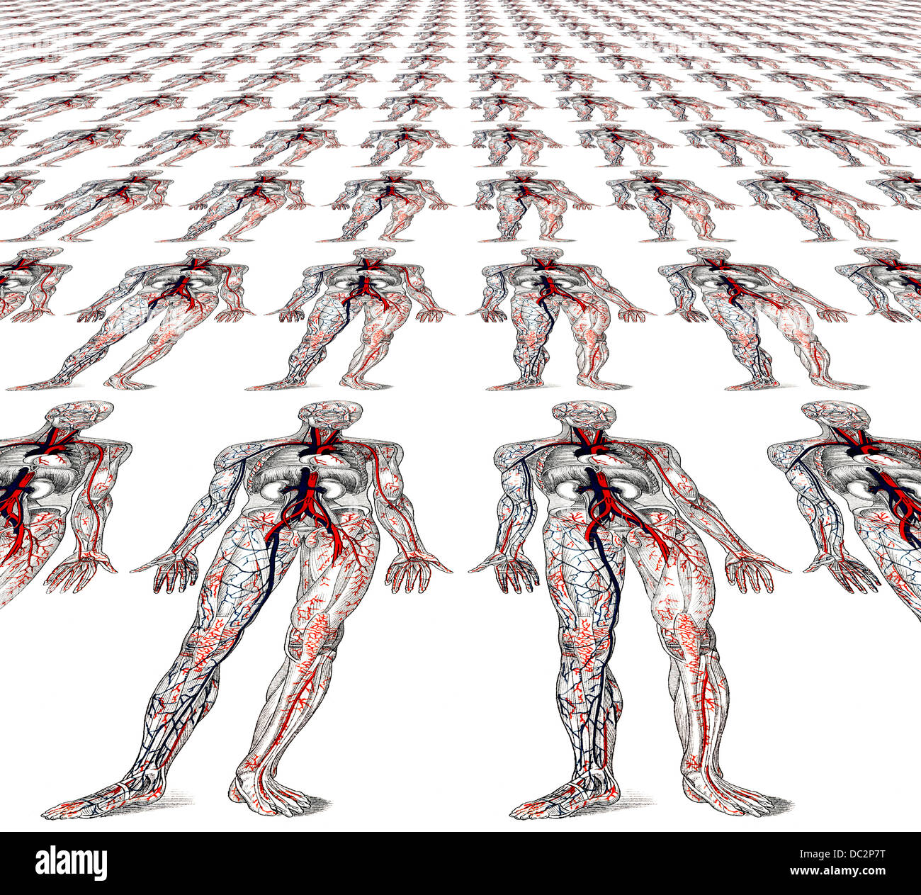 La circolazione del sangue, rappresentazione anatomica Foto Stock