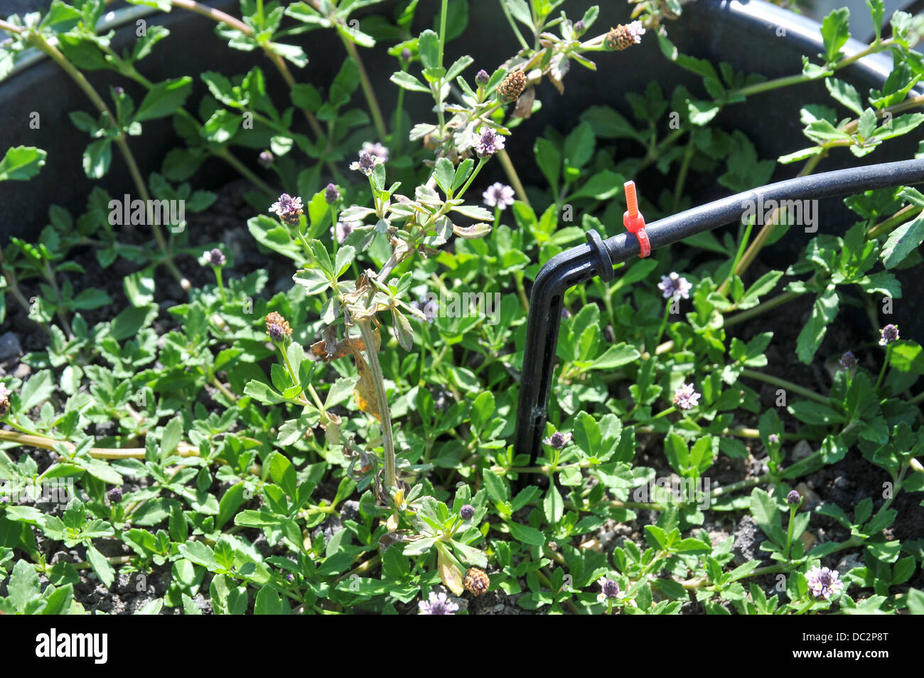 Irrigazione di gocciolamento di una pentola impianto è un modo efficace per salvare waterwhile fornendo tutti gli impianti la necessità come concime Foto Stock Irrigazione di gocciolamento di una pentola impianto è un modo efficace per salvare waterwhile fornendo tutti gli impianti la necessità come concime Foto Stock
