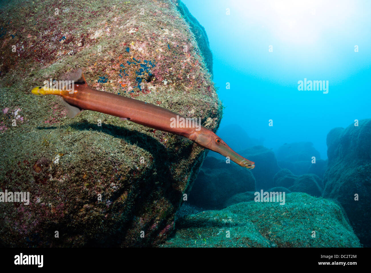 Trumpetfish, Aulostomus chinensis, Cabo San Lucas, Baja California Sur, Messico Foto Stock