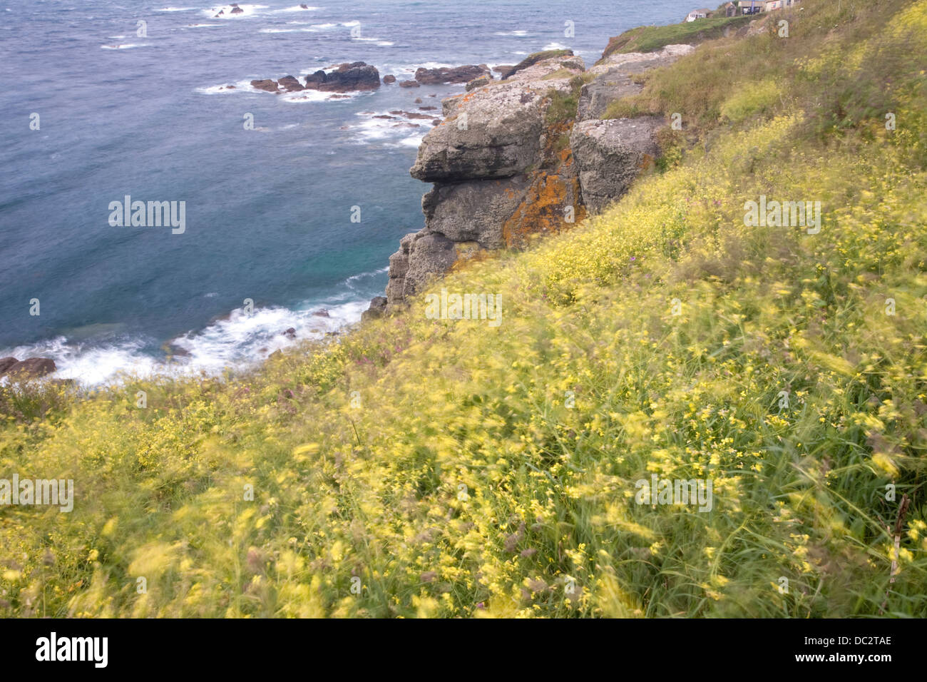 Senape nera - Brassica nigra al vento sulle scogliere di seguito Lizard faro, Cornwall Foto Stock