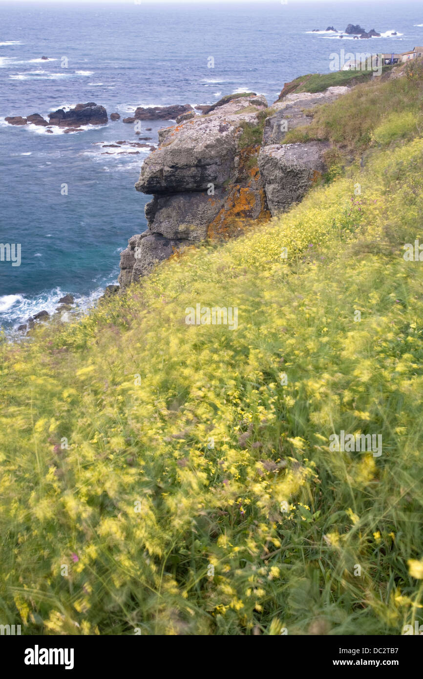 Senape nera - Brassica nigra al vento sulle scogliere di seguito Lizard faro, Cornwall Foto Stock