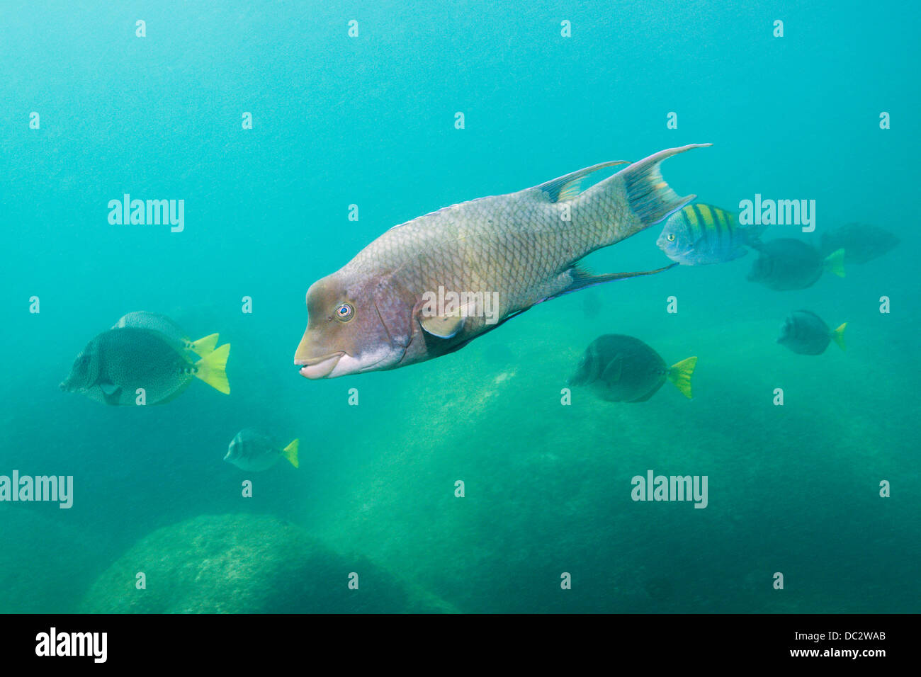 Hogfish messicano, Bodianus diplotaenia, Cabo Pulmo il Parco Marino Nazionale, Baja California Sur, Messico Foto Stock