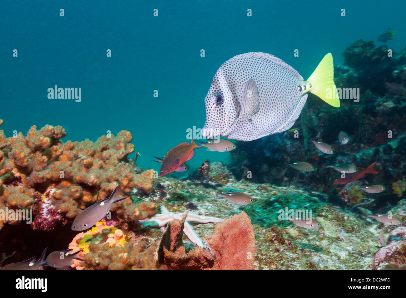 Limanda Surgeonfish, Prionurus punctatus, Cabo Pulmo il Parco Marino Nazionale, Baja California Sur, Messico Foto Stock